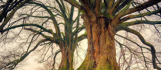 bois et branches déco