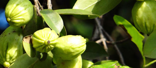 Quelles sont les utilisations thérapeutiques de la Garcinia cambogia