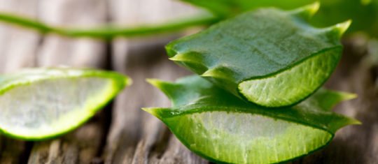 Aloe Vera pour la peau
