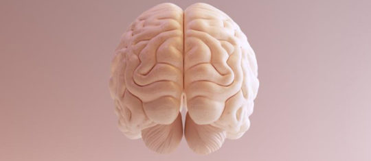 cerveau