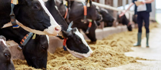 alimentation des ruminants