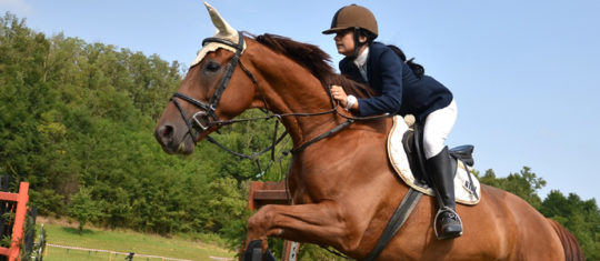 équitation